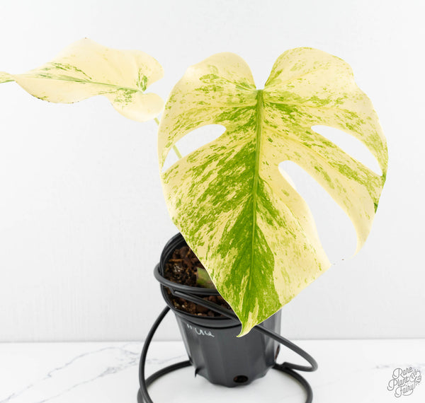 Monstera Deliciosa 'White Tear' (wk11-UQ)