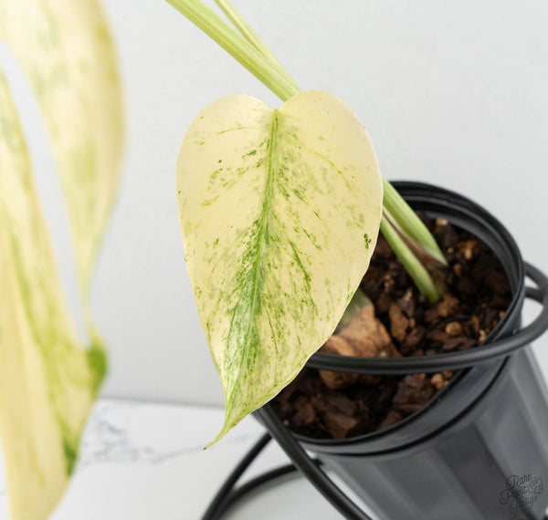 Monstera Deliciosa 'White Tear' (wk11-UQ)