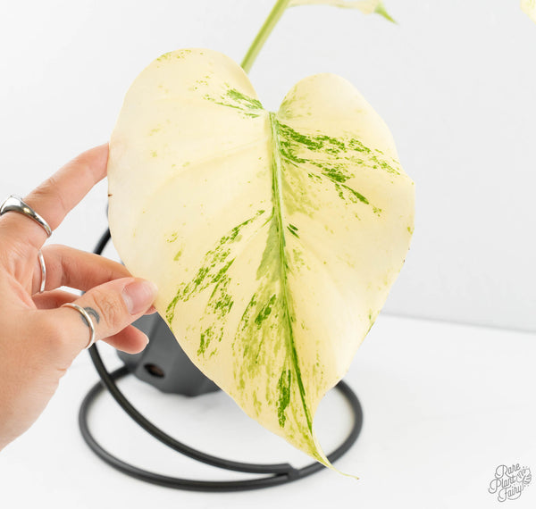 Monstera Deliciosa 'White Tear' (wk11-UQ)