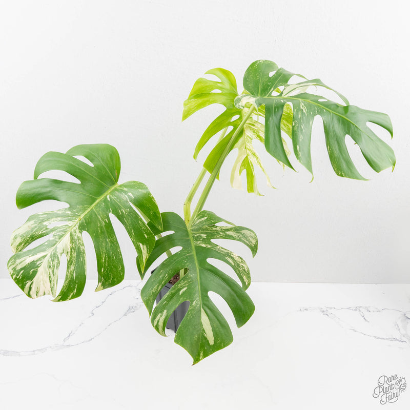 Monstera Deliciosa Albo Variegated (Small Form/Borsigiana) (wk27-D)
