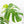 Monstera Deliciosa Albo Variegated (Small Form/Borsigiana) (wk27-D)