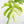 Monstera Deliciosa Albo Variegated (Small Form/Borsigiana) (wk27-D)