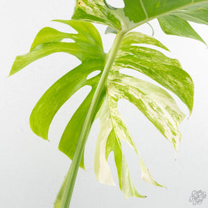 Monstera Deliciosa Albo Variegated (Small Form/Borsigiana) (wk27-D)