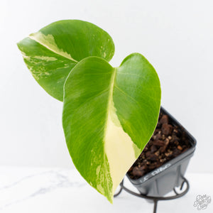 Monstera Deliciosa Albo Variegated (Large Form) (wk28-UC)