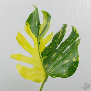 Monstera Deliciosa 'Electrolyte' (wk42-U53)
