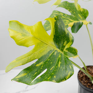 Monstera Deliciosa 'Electrolyte' (wk42-U53)