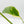 Monstera Deliciosa 'Electrolyte' (wk42-U53)