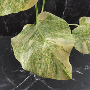 Monstera Deliciosa 'Fairy Dust' (wk40-U12)