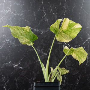 Monstera Deliciosa 'Fairy Dust' (wk40-U12)