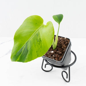 Monstera Deliciosa 'Light Lime' (wk31-UJ)
