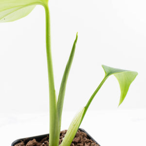 Monstera Deliciosa 'Light Lime' (wk31-UJ)