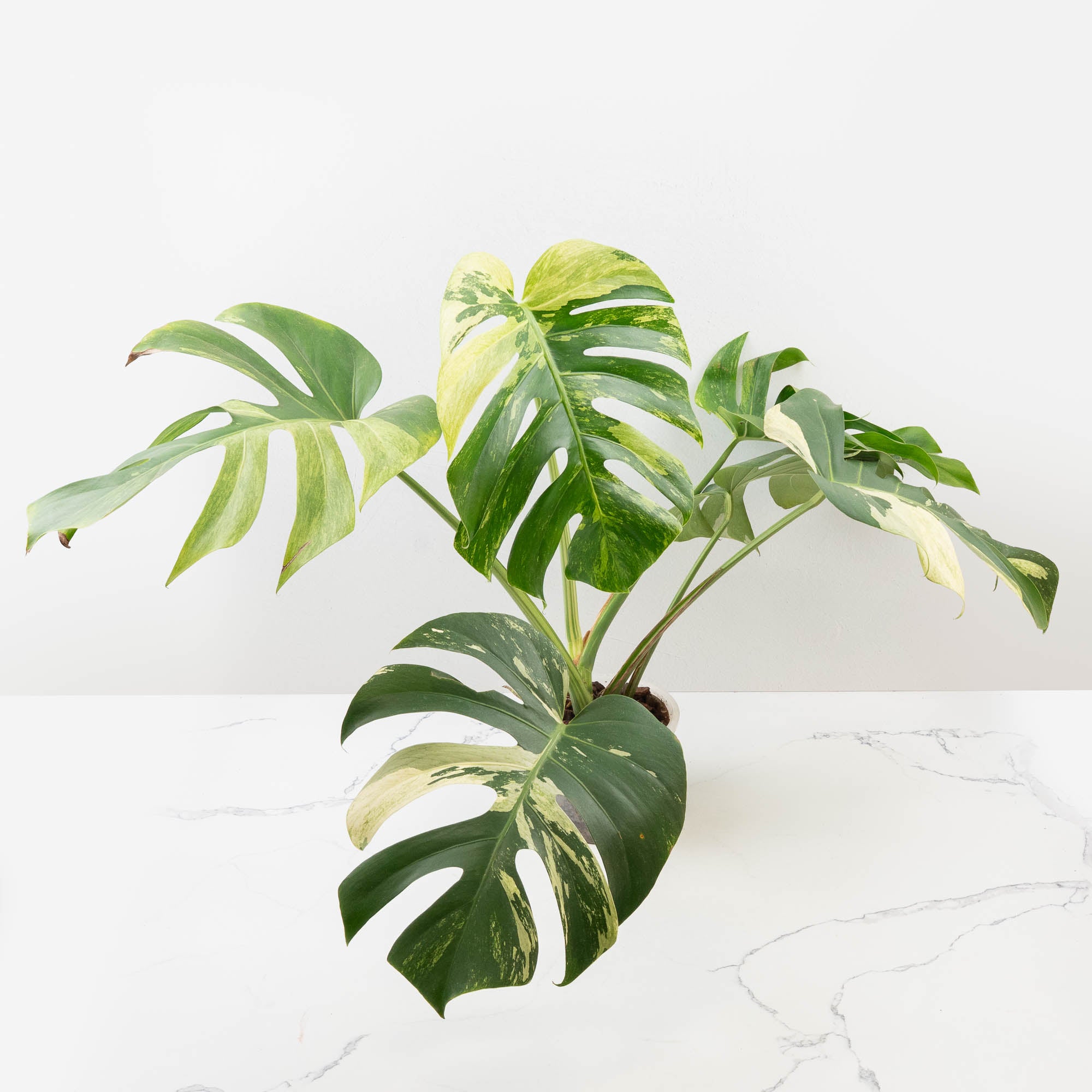 Monstera Deliciosa mint (フルミント) Monstera Deliciosa Mint Variegated NOID (Intermediate Form) (wk33