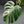 Monstera Deliciosa Mint Variegated NOID (Intermediate Form) (wk40-L28)