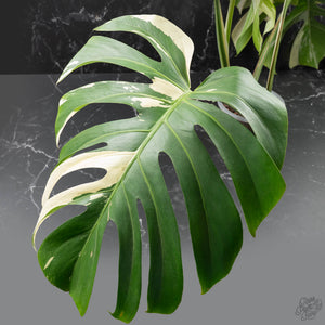 Monstera Deliciosa Mint Variegated NOID (Intermediate Form) (wk40-L28)