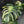 Monstera Deliciosa Mint Variegated NOID (Intermediate Form) (wk40-L28)