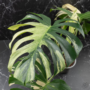 Monstera Deliciosa Mint Variegated NOID (Intermediate Form) (wk40-L28)