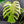 Monstera Deliciosa Mint Variegated NOID (Intermediate Form) (wk40-L28)