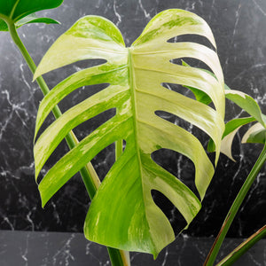 Monstera Deliciosa Mint Variegated NOID (Intermediate Form) (wk40-L28)