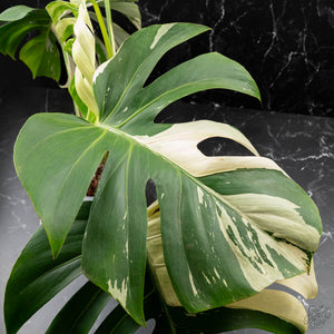 Monstera Deliciosa Mint Variegated NOID (Intermediate Form) (wk40-L28)