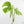Monstera Deliciosa Mint Variegated NOID (Intermediate Form) (wk17-C)