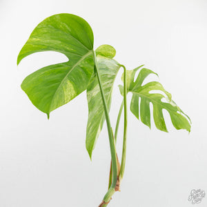 Monstera Deliciosa Mint Variegated NOID (Intermediate Form) (wk17-C)