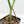 Monstera Deliciosa Mint Variegated NOID (Intermediate Form) (wk17-C)