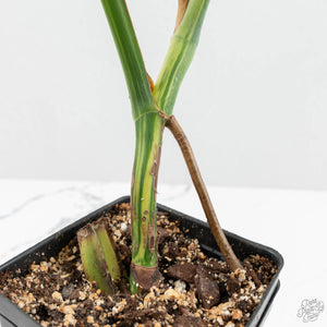 Monstera Deliciosa Mint Variegated NOID (Intermediate Form) (wk17-C)