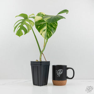 Monstera Deliciosa Mint Variegated NOID (Intermediate Form) (wk17-C)