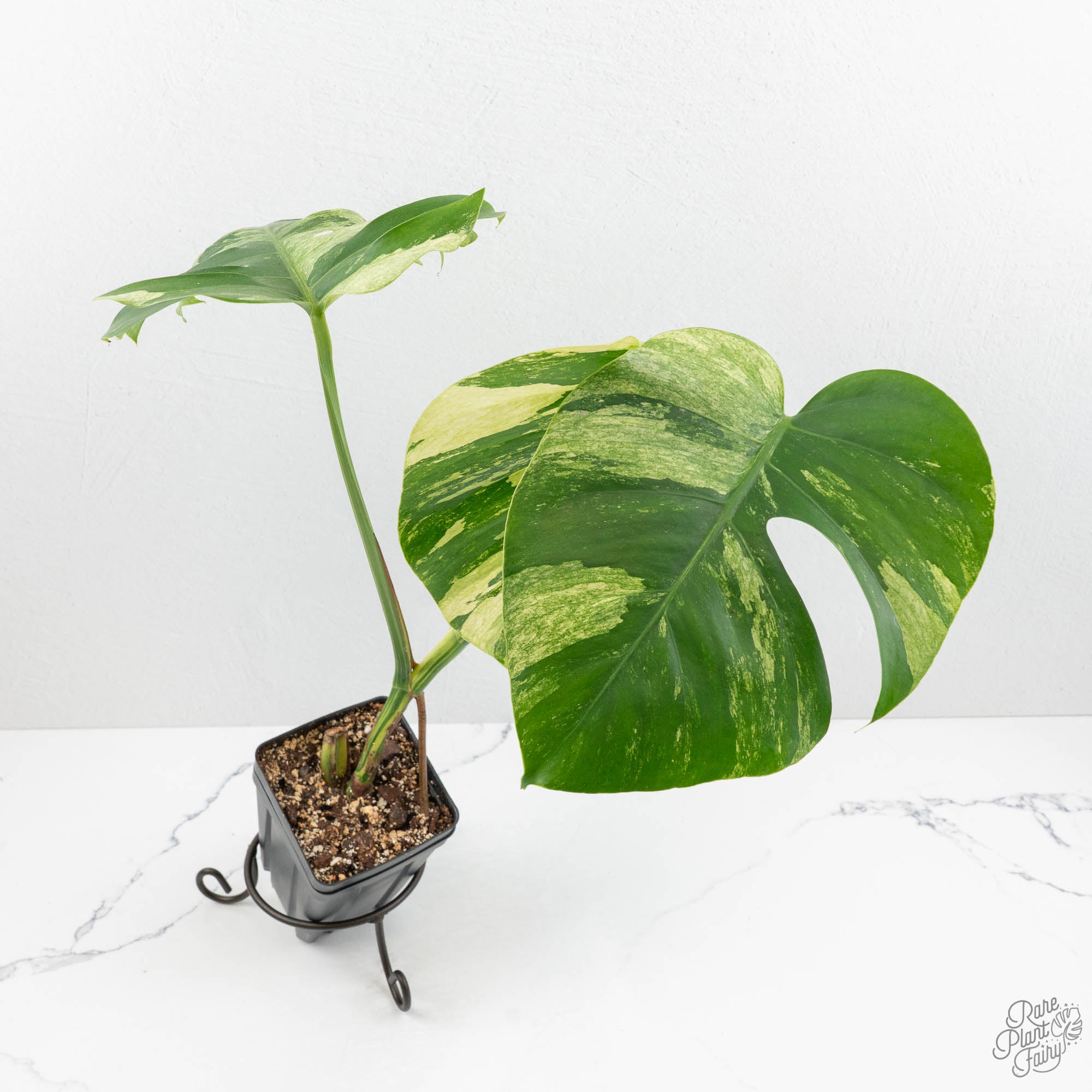 Monstera Deliciosa Mint Variegated NOID (Intermediate Form) (wk17