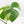 Monstera Deliciosa Mint Variegated NOID (Intermediate Form) (wk17-C)