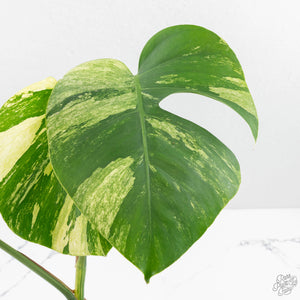 Monstera Deliciosa Mint Variegated NOID (Intermediate Form) (wk17-C)