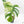 Monstera Deliciosa Mint Variegated NOID (Intermediate Form) (wk17-C)