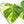 Monstera Deliciosa Mint Variegated NOID (Intermediate Form) (wk17-C)