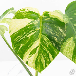 Monstera Deliciosa Mint Variegated NOID (Intermediate Form) (wk17-C)