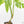 Monstera Deliciosa Mint Variegated NOID (Intermediate Form) (wk17-C)