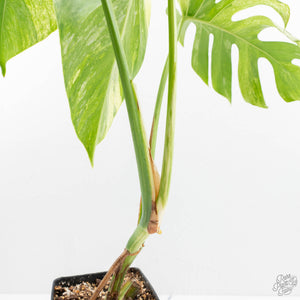 Monstera Deliciosa Mint Variegated NOID (Intermediate Form) (wk17-C)