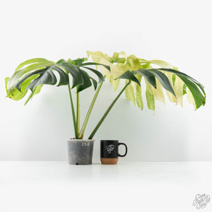 Monstera Deliciosa Mint Variegated NOID (Intermediate Form) (wk25-E)