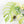 Monstera Deliciosa Mint Variegated NOID (Intermediate Form) (wk25-E)