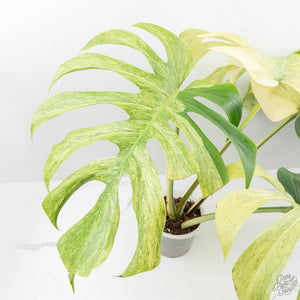 Monstera Deliciosa Mint Variegated NOID (Intermediate Form) (wk25-E)