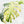 Monstera Deliciosa Mint Variegated NOID (Intermediate Form) (wk25-E)