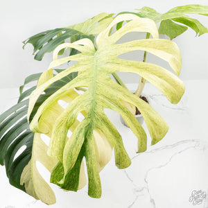 Monstera Deliciosa Mint Variegated NOID (Intermediate Form) (wk25-E)