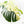 Monstera Deliciosa Mint Variegated NOID (Intermediate Form) (wk25-E)