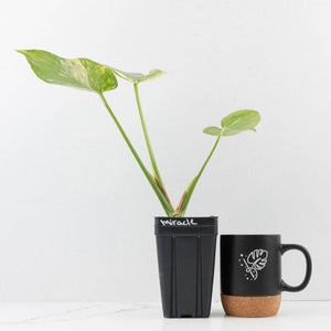 Monstera deliciosa 'Miracle' (wk34-U40)
