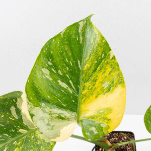 Monstera deliciosa 'Miracle' (wk34-U40)
