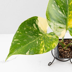 Monstera deliciosa 'Miracle' (wk34-U40)