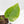 Monstera deliciosa 'Miracle' (wk34-U40)