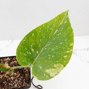 Monstera deliciosa 'Miracle' (wk34-U40)