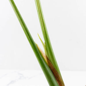 Monstera deliciosa 'Miracle' (wk34-U40)