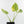 Monstera deliciosa 'Miracle' (wk34-U40)