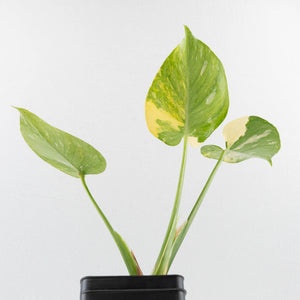Monstera deliciosa 'Miracle' (wk34-U40)